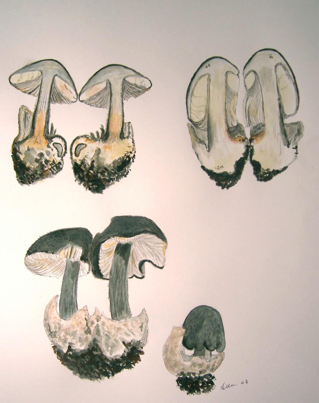 Volvariella terrea  Musumeci, Riva